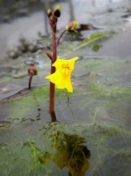 Gewöhnlicher Wasserschlauch / Utricularia vulgaris