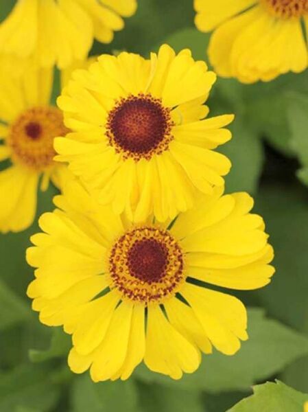 Sonnenbraut Helenium 'Goldrausch' mit gelben Blüten und brauner Mitte in Nahaufnahme, mehrere Blüten sichtbar.