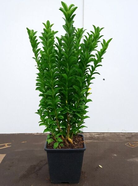 Kleinblättrige Japan-Spindel 'Microphyllus' (Euonymus japonicus 'Microphyllus') im Topf, 15-20 cm, C1, grünes Laub.