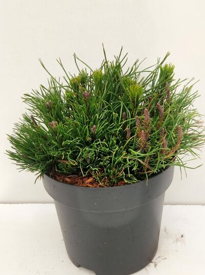 Pinus mugo / Berg-Kiefer 25-30 cm C3, kompakte Kiefer im schwarzen Pflanztopf mit grünen Nadeln und Knospen