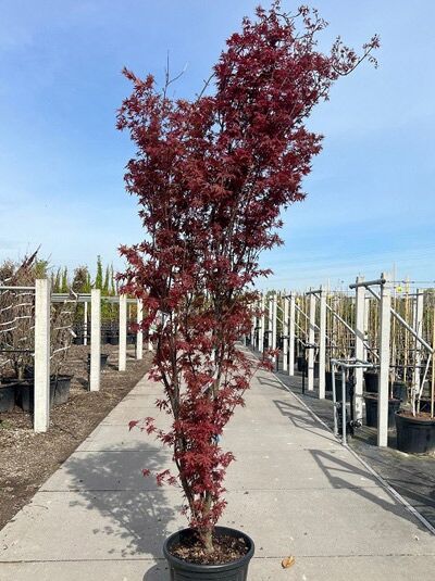 Fächer-Ahorn 'Skeeter's Broom' / Acer palmatum 'Skeeter's Broom'