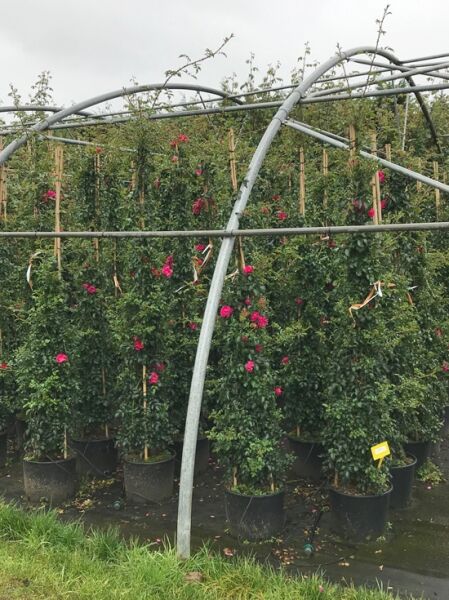 Rosa 'Heidetraum ®' (Bodendeckerrose) 125–150 cm C20 im Container, aufrecht wachsend mit pinkfarbenen Blüten.