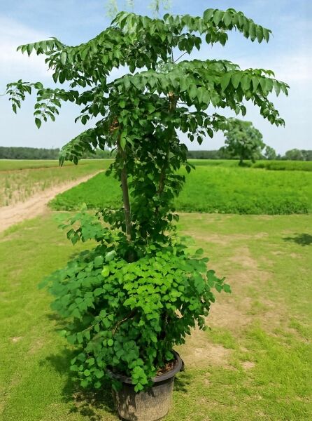 Japanische Aralie (Aralia elata) im Topf C50, 200–250 cm, mehrstämmig mit dichtem grünem Laub und überhängenden Trieben.