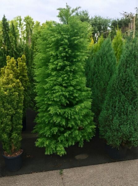 Cryptomeria japonica 'Elegans' / Sicheltanne 'Elegans', 200-250 cm, C70, dichter immergrüner Nadelbaum im Container.
