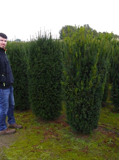Taxus baccata 'Overeynderi' / Kegel-Eibe, säulenförmiger Nadelbaum 175–200 cm mit Drahtballen (Db.)