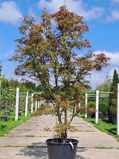 Japanischer Fächer-Ahorn (Acer palmatum 'Scolopendrifolium') 300-350 cm im Container, mehrstämmiger Baum mit fein geschlitzten Blättern.