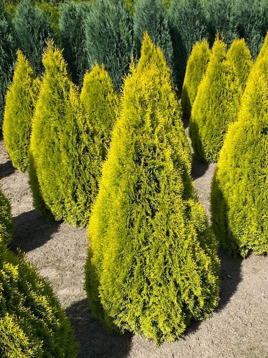Lebensbaum 'Golden Smaragd' / Goldener Smaragd-Lebensbaum - Thuja  occidentalis 'Golden Smaragd'