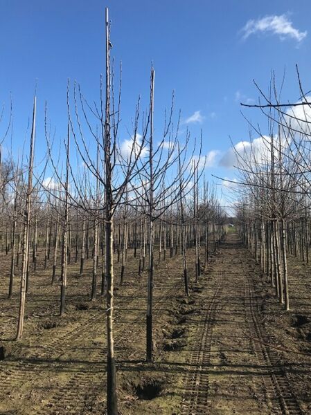 Malus domestica 'Gala' / Apfel 'Gala' Hochstamm 16-18 StU, Reihe junger Obstbäume auf dem Feld, unbelaubt mit Verzweigung