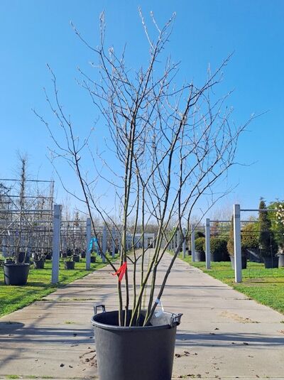 Kupfer-Felsenbirne 250 - 300 cm Schirmform / Amelanchier lamarckii (876167)