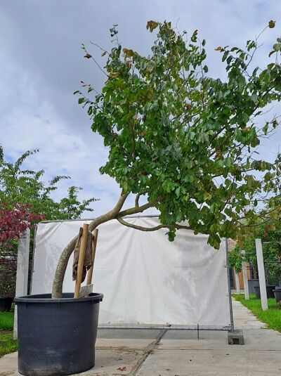 Eisenholzbaum / Parrotie 'geschwungenes Dach' 350-400 cm (719730) / Parrotia persica (719730)