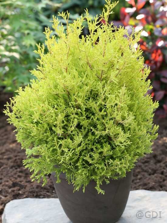 Lebensbaum 'Rheingold' - Thuja occidentalis 'Rheingold' - Baumschule  NewGarden