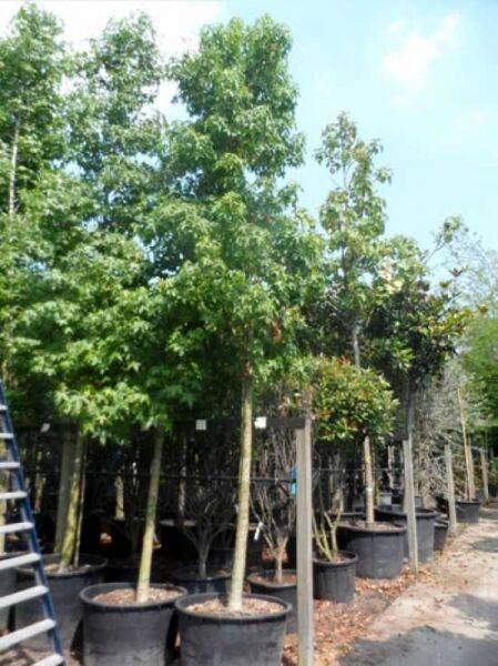 Amerikanischer Amberbaum / Guldenbaum / Liquidambar styraciflua