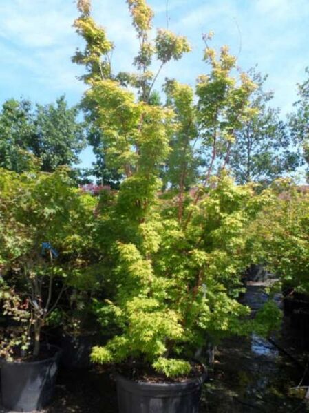 Korallenrinden-Ahorn Acer palmatum 'Sango-kaku' 250-300 cm C250, mehrstämmiger Strauch im Container mit hellgrünem Laub.
