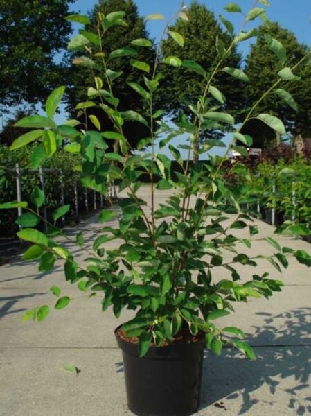 Kupfer-Felsenbirne (Amelanchier lamarckii) im Topf, Variante 100-125 cm C10, mehrtriebiger Strauch mit grünem Laub.
