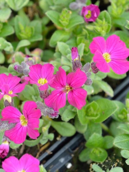 Blaukissen &#039;Rubinfeuer&#039; / Aubrieta cultorum &#039;Rubinfeuer&#039;