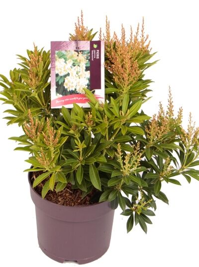 Japanische Lavendelheide 'Debutante' / Pieris japonica 'Debutante'