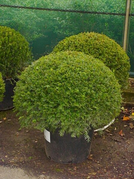 Taxus baccata 'Kugel' / Heimische Eibe 'Kugel', kugelförmiger Strauch im Container C50, 70–80 cm Höhe