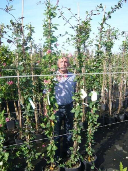 Lonicera heckrottii 'Goldflame' / Geißschlinge 'Goldflame' 175-200 cm C10, kletternde Pflanze im Topf mit grünen Blättern und rosa Blüten