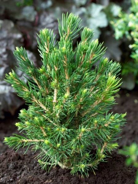 Picea abies 'Tompa' / Gemeine Fichte 'Tompa', kompakter Nadelbaum mit dichtem, grünem Nadelkleid im Topfballen