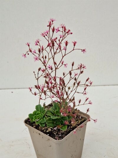 Saxifraga urbium 'Clarence Elliot' / Porzellanblümchen 'Clarence Elliot' P9, grüne Blattrosette mit zarten rosa Blüten an Stielen