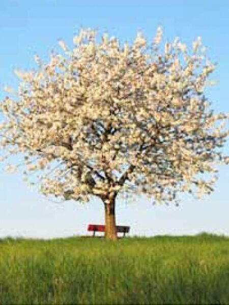 Süss-Kirsche / Vogel-Kirsche / Prunus avium