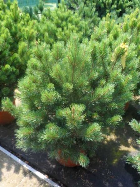 Pinus sylvestris 'Watereri' / Strauch-Wald-Kiefer