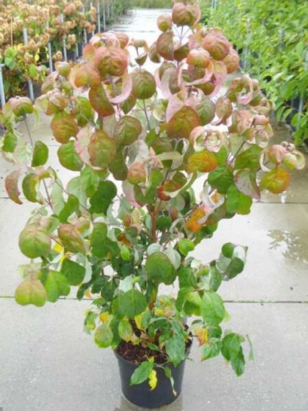 Pagoden-Hartriegel (Cornus controversa) 100-125 cm C12, junger Strauch im Container mit grün-rötlichem Laub