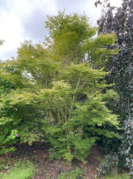 Acer palmatum / Fächer-Ahorn / Japanischer Ahorn