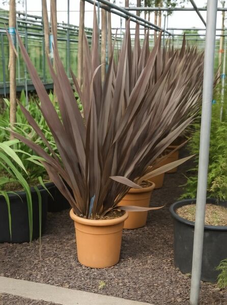 Phormium tenax 'Evening Glow' / Neuseeländer-Flachs 'Evening Glow' mit aufrechten, schmalen, dunkelbraunen Blättern im Topf