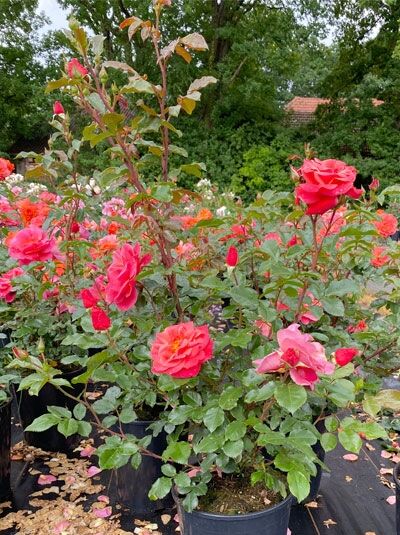 Rosa 'Melusina' / Beetrose 'Melusina' C5, Topfpflanze mit rosafarbenen Blüten und grünem Laub