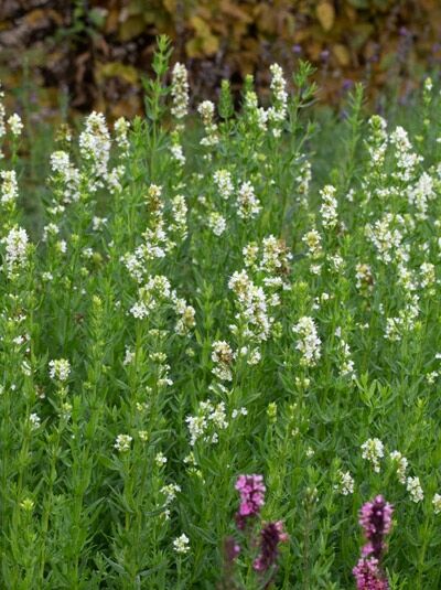 Weißblühender Garten-Ysop / Hyssopus officinalis 'Albus'