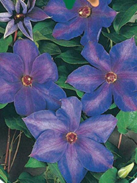 Waldrebe 'Xerxes' / Clematis 'Xerxes'