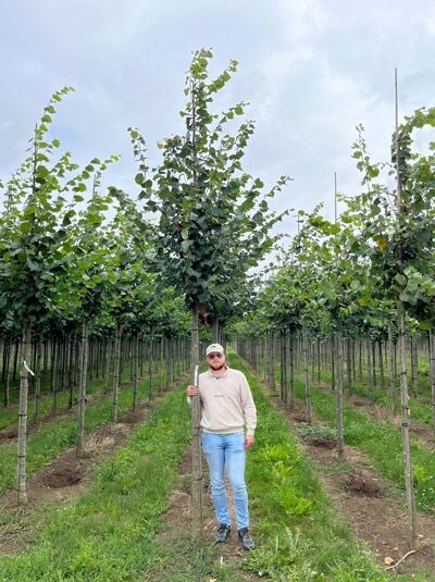 Tilia cordata / Winter-Linde Hochstamm 16-18 StU m. Db., junger Stammbaum mit dichtem Blätterdach im Feldanbau