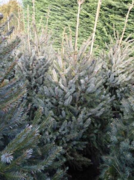 Picea omorika, Omorika-Fichte (Serbische Fichte), 125–150 cm, C25, immergrüne Nadelfichte mit blaugrünen Nadeln, buschiger Wuchs