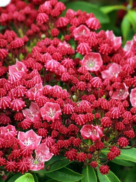 Lorbeerrose 'Sarah' / Berglorbeer 'Sarah'  / Kalmia latifolia 'Sarah'