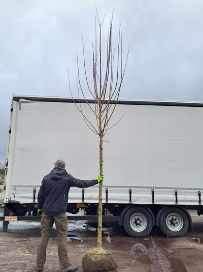 Robinia pseudoacacia 'Appalachia' / Robinie 'Appalachia' Hochstamm 18-20 StU mit Drahtballen, unbelaubter Baum mit Krone