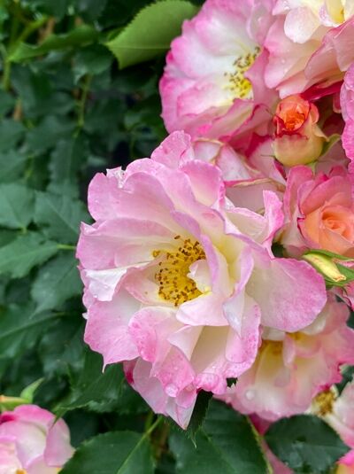 Rosa 'Konfetti'® / Kletterrose 'Konfetti'® mit gefüllten, rosa-weiß bis orangefarbenen Blüten und grünen Blättern