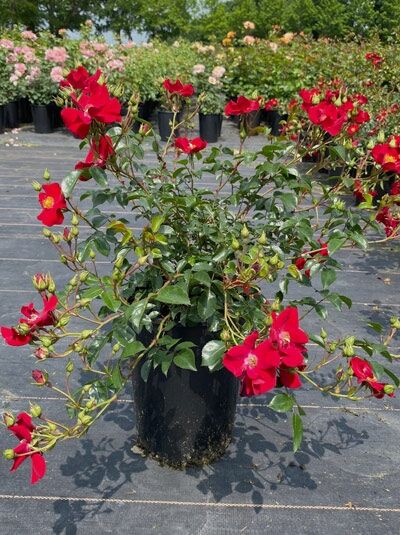 Bodendeckerrose Rosa 'Alcantara'® C5 im Topf, buschiger Wuchs mit roten, einfachen Blüten und grünen Blättern.