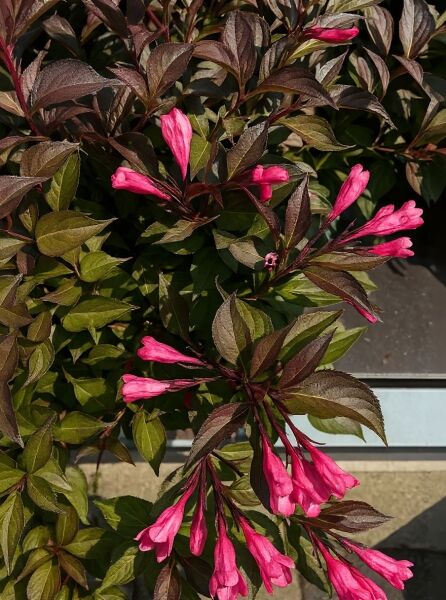 Liebliche Weigelie 'Nana Purpurea' / Liebliche Weigelie 'Nana Purpurea'