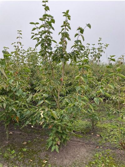 Japanischer Blumen-Hartriegel Cornus 'Venus'®, 200-250 cm, m. B., junger Baum mit aufrechtem Wuchs und grünem Laub.