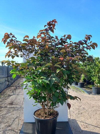 Japanischer Schneeball (Viburnum plicatum) 'Rotundifolium'/'Grandiflorum' 175-200 cm, C80, mehrstämmiger Strauch im Container