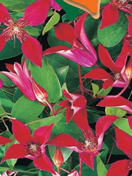 Clematis texensis 'Gravetye Beauty' / Texas-Waldrebe 'Gravetye Beauty'