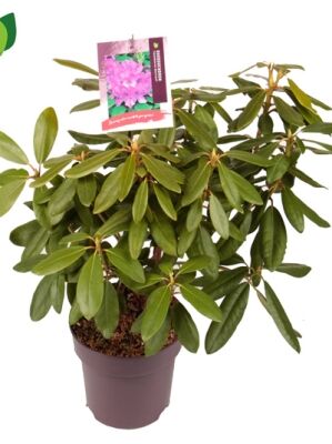 Rhododendron 'Scyphocalix' - Rhododendron Hybride 'Scyphocalix' -  Baumschule NewGarden