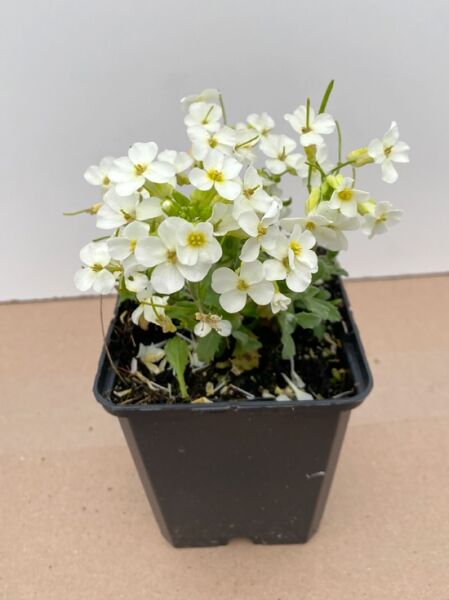 Gänsekresse Arabis caucasica 'Pixie Cream' im P9-Topf, kompakte Pflanze mit weißen Blüten und grünem Laub.