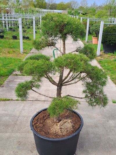 Garten-Bonsai  / Garten-Bonsai 