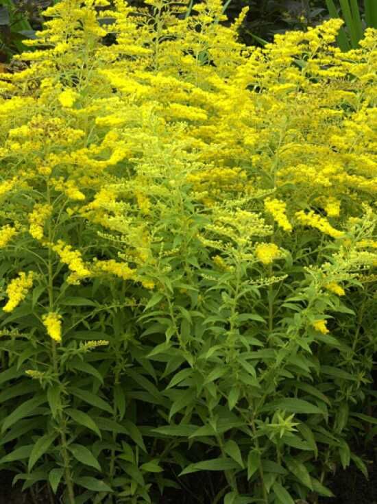 Goldrute 'Golden Mosa' / Solidago 'Golden Mosa'