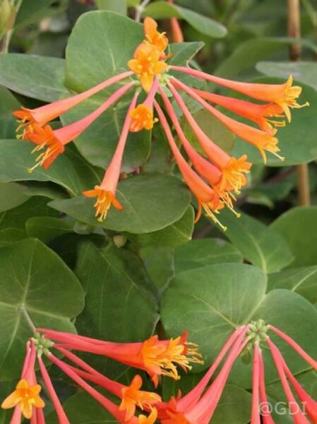 Lonicera brownii 'Dropmore Scarlet' / Rote Geißschlinge