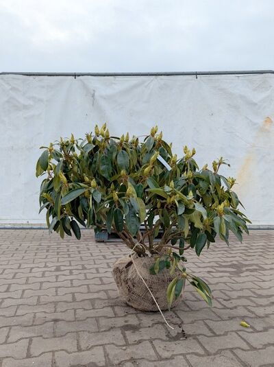 Rhododendron Hybride 'Blue Peter' (Rhododendron 'Blue Peter') 70–80 cm breit, Solitär mit Ballen, immergrünes Laub, mehrtriebig.