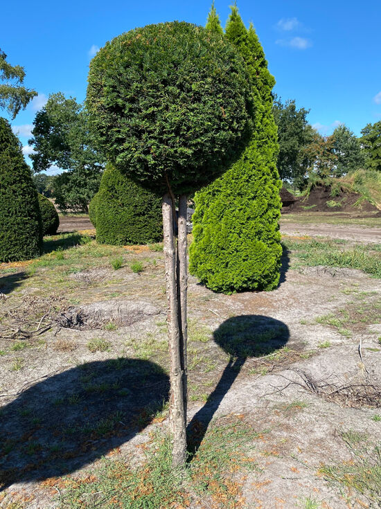 Heimische Eibe Kugel auf Mehrstamm (Nr.1231) - Taxus baccata 90 cm breit x  240 cm hoch Stammhhe 160