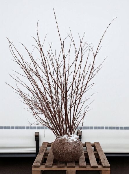 Blut-Berberitze (Berberis thunbergii 'Atropurpurea') 100–125 cm, mehrstämmiger Strauch mit Ballen, laubfrei, auf Palette.